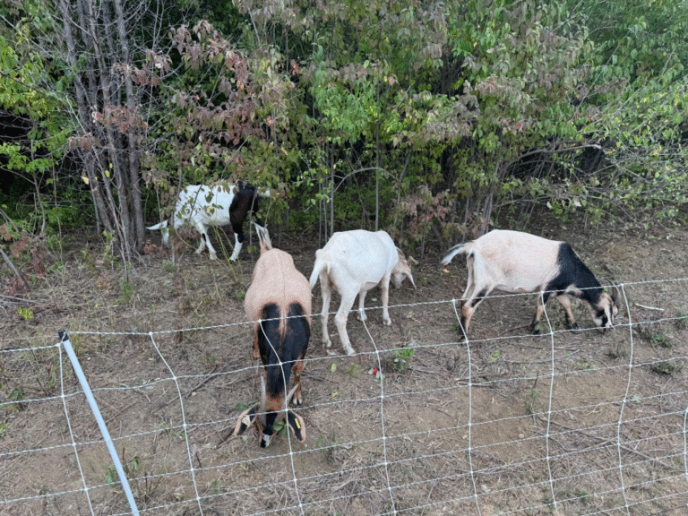 Grazing Goats Help Control Overgrowth at Local Elementary School