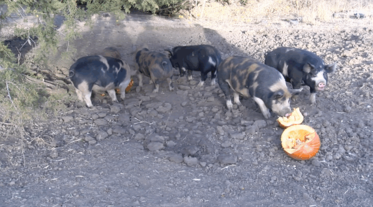 Squared Away Acres offers a sustainable way to dispose of old pumpkins