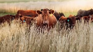 A group of cows grazes in a field while one cow, with a tag on its right ear, stares into the camera