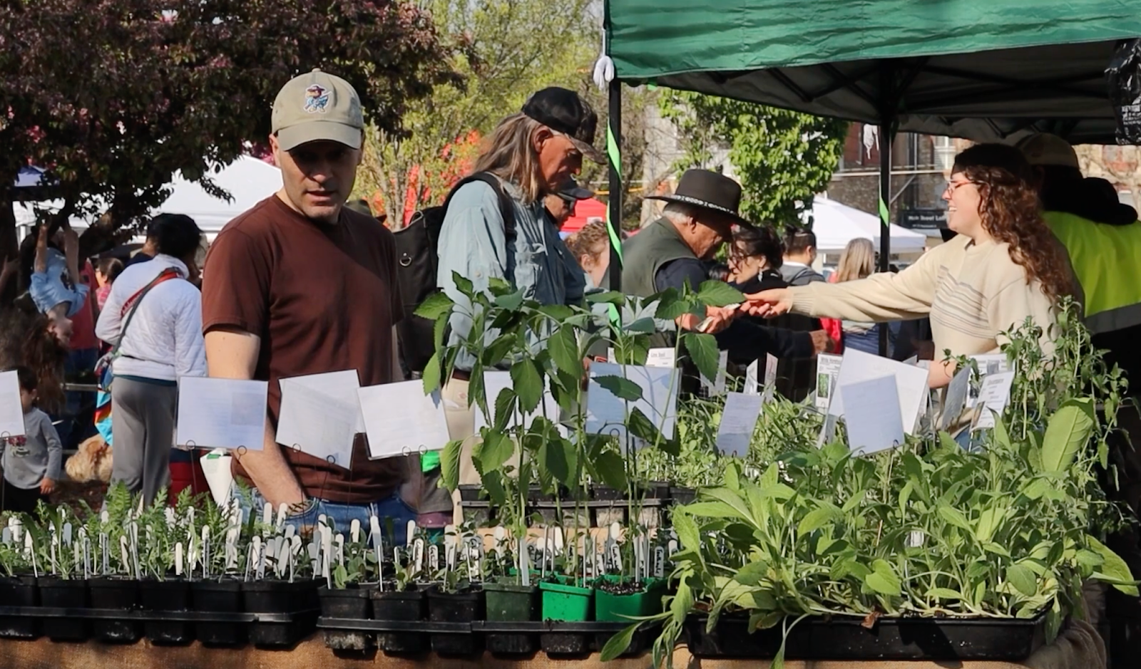 Three shoppers browse the Lawrence Farmers Market. One shopper, wearing a tan baseball cap, looks at an assortment of plants.